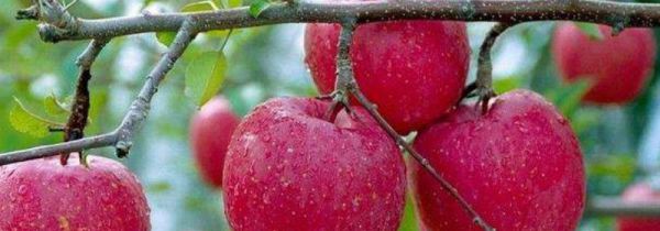 苹果可以和柿子一起吃吗