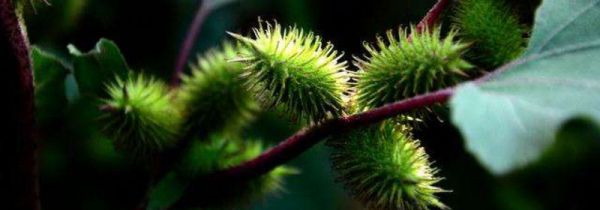 苍耳煮水一次放几颗