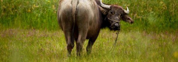 打不还手的动物是什么?