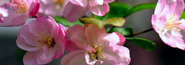 红瘦是指那种花