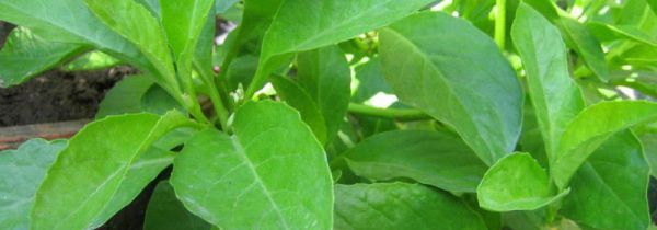 吃金鸡毛草的禁忌