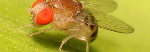 垃圾桶小飞虫是啥虫