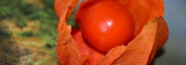 红姑娘的禁忌人群