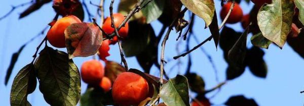 秋柿子不能与什么同吃