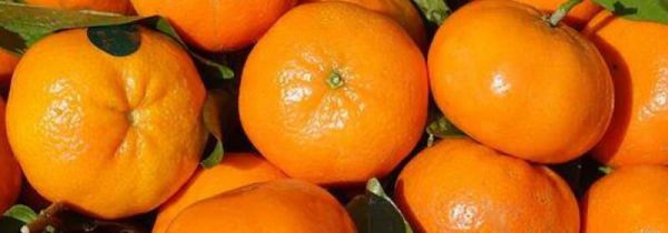 秋天的代表性物品