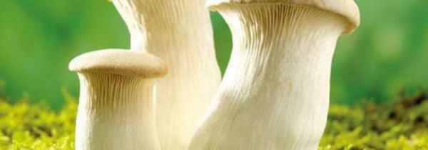 磨茹和茄子能一起吃吗