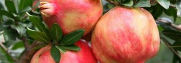 石榴是哪里的特产