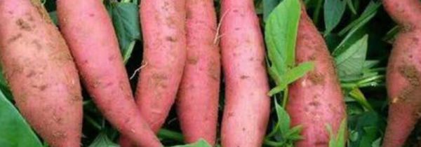 番薯跟鸡蛋可以一起吃吗