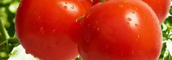 番茄和柿子可以一起吃吗