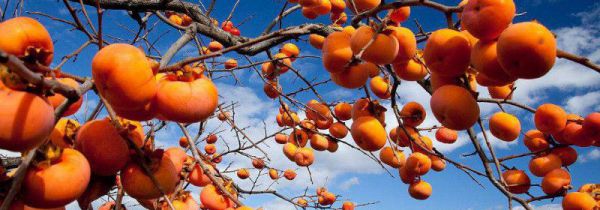 吃了柿子后再吃香蕉会怎样