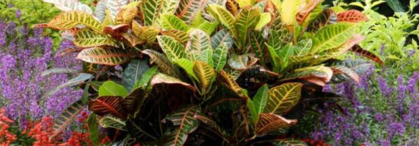 变色木到底有没有毒