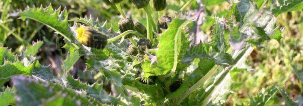 花叶滇苦菜的作用与功效