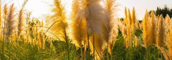 芦苇对爱情有什么含义