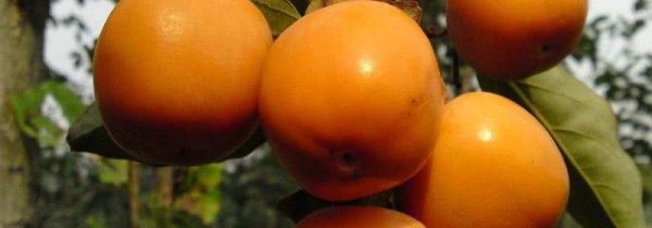 脆柿子可以吃皮吗