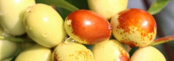 脆枣吃多了有什么坏处