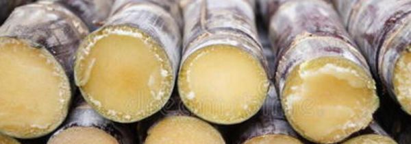 甘蔗怎么保存放的时间长