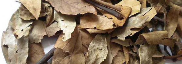 老荫茶的功效与作用