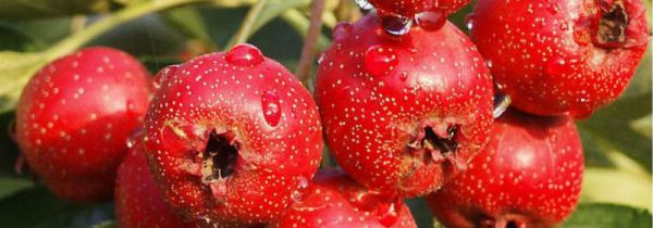 山楂和桃子能一块吃吗