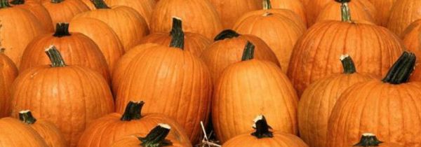 南瓜和窝瓜是一种瓜吗