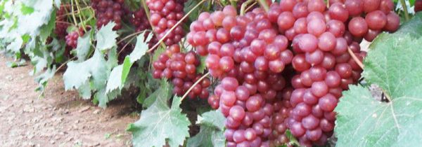 小红提的营养价值