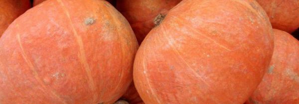 南瓜减肥还是增肥