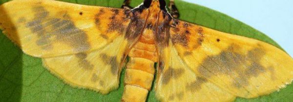 家里有螟蛾怎么处理