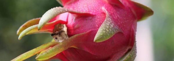 火龙果和梨子能一起吃吗