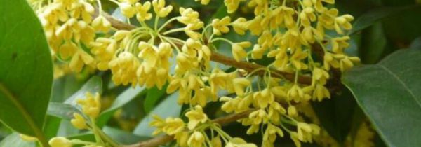 湿桂花可以泡茶吗