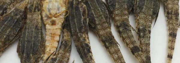 海麻雀的功效与作用及食用方法