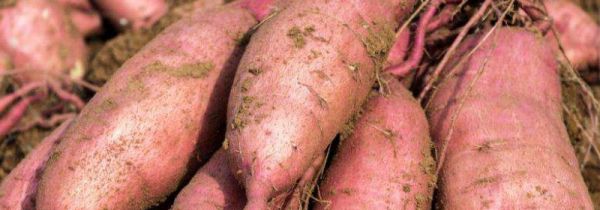 刚刨的红薯如何保存