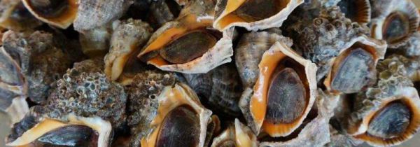 海螺紫色的能不能吃