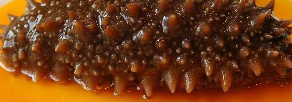 海参不适合人群