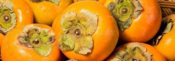 柿子和虾为什么不能一起吃