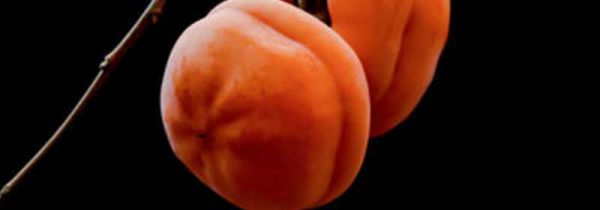 柿子和茶水能一起吃了怎么办