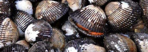 毛蚶煮多长时间才不老