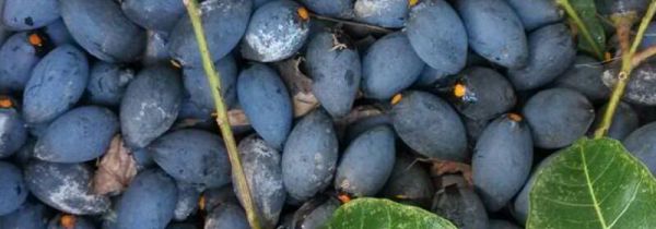 榄角什么人不能吃