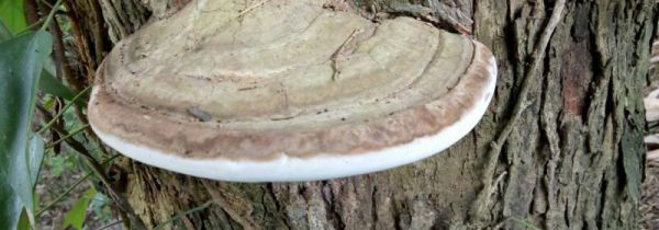 树舌与灵芝最大区别