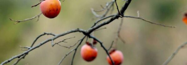 柿子能和鸭肉一起吃吗?