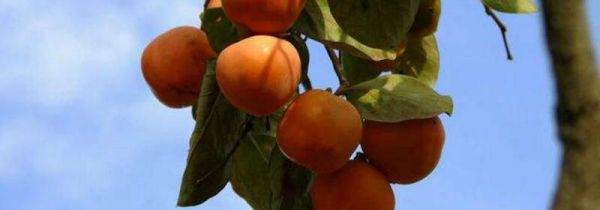 柿子能和无花果一起吃吗