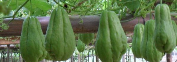 佛手瓜怎样保存不烂