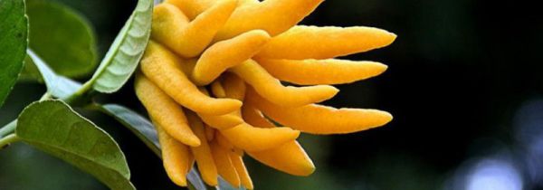 佛手水果怎么吃