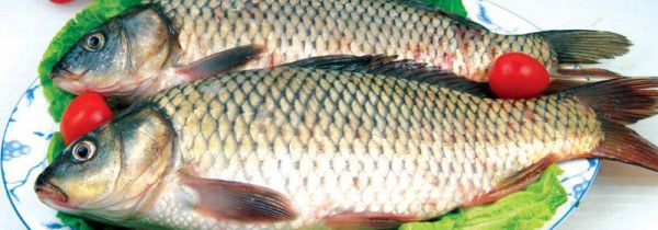 吃鲤鱼为什么要抽筋