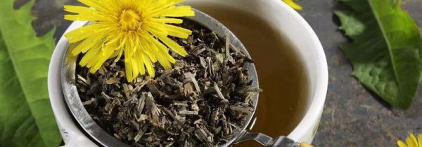 吃药能喝蒲公英茶吗