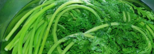 什么人不能吃雪里红