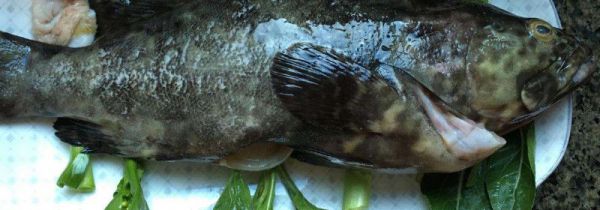 吃石斑鱼注意事项