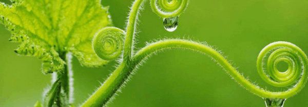 什么人不宜吃南瓜藤