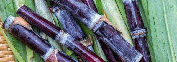 吃甘蔗会上火吗?为什么?