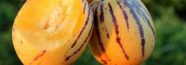 人参果可以和柿子一起吃吗?