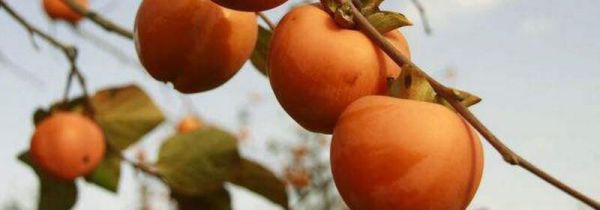 柿子和火龙果可以一起吃吗能一起吃吗