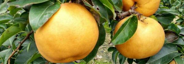 梨可以和柿子一块吃吗